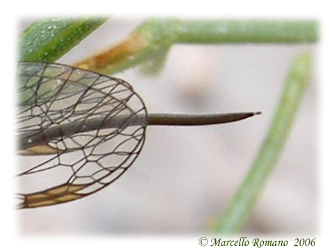 Xanthostigma corsicum (Raphidioptera, Raphidiidae)